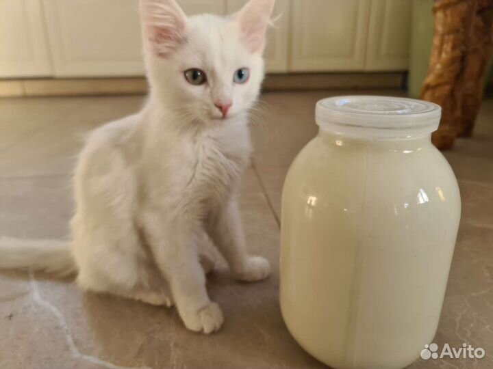 Козье молоко