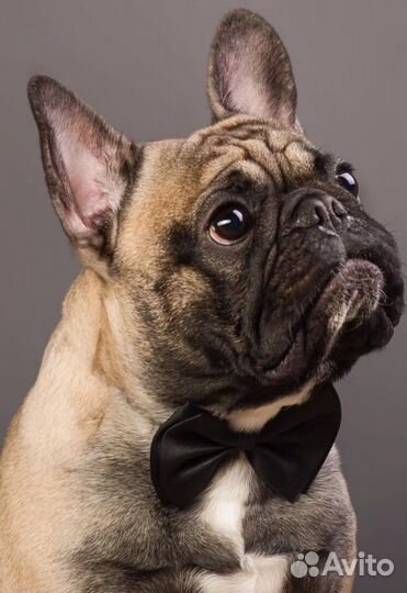 Французский бульдог вязка