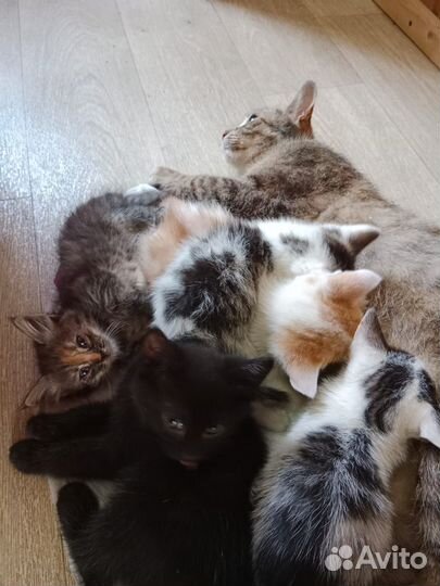 Спасти котят