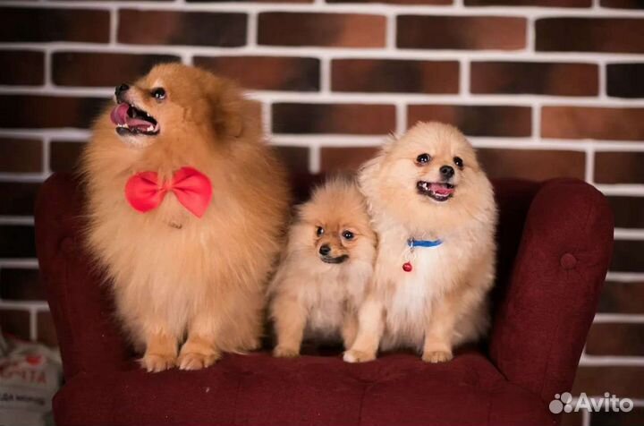 Щенки померанского шпица девочки и мальчики