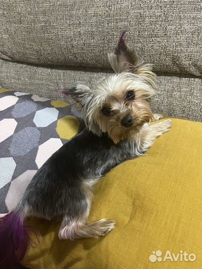 Йоркширский терьер мини девочка