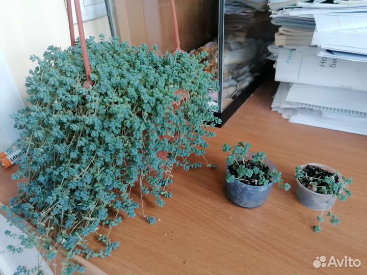 Суккуленты - 2