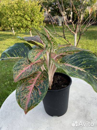 Аглаонема баттерфляй