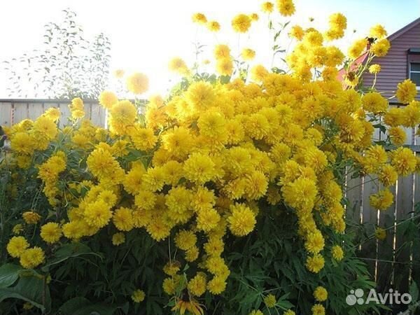 Семена рудбекия золотой шар