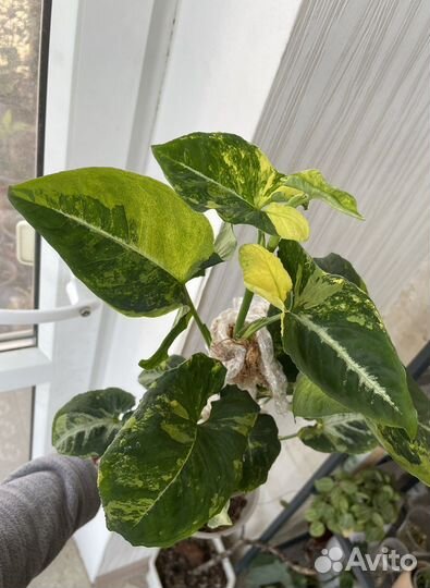 Сингониум Scrambled eggs / Яичница