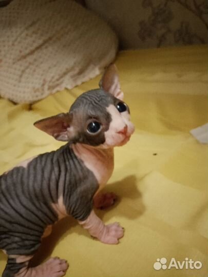 Котята сфинкс