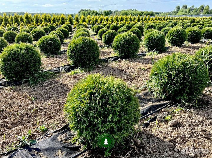 Туя шаровидная из питомника