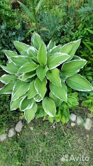 Хоста большой куст