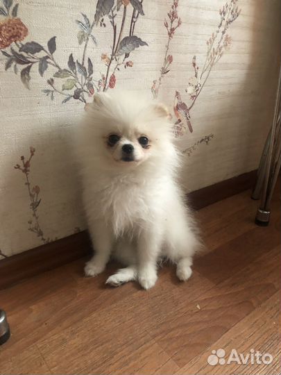 Померанский шпиц