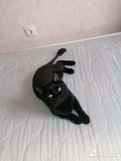 Котик в дар