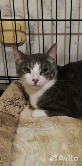 Эгейские кошки