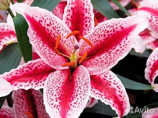 Цветы лилии луковицы