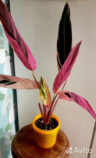 Строманта триколор