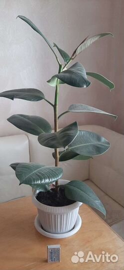 Фикус каучуконосный