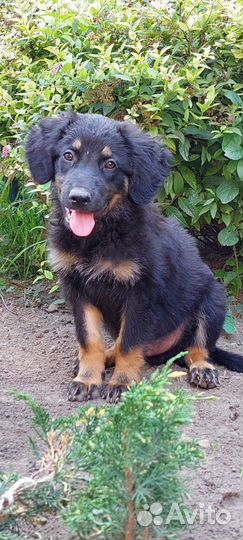 Щеночек ищет дом