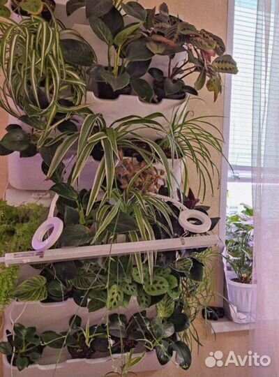 Фитомодуль