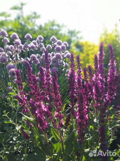 Шалфей дубравный