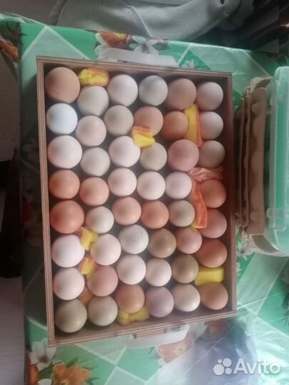 Инкубационное яйцо кур