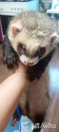 Хорек с клеткой