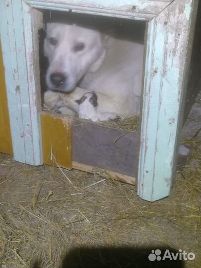 Щенки Алабая