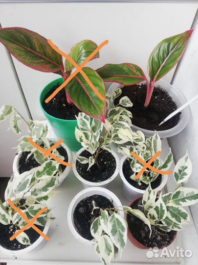 Домашние цветы