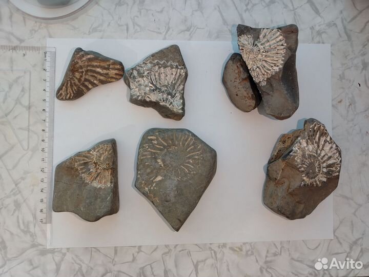 Окаменелость