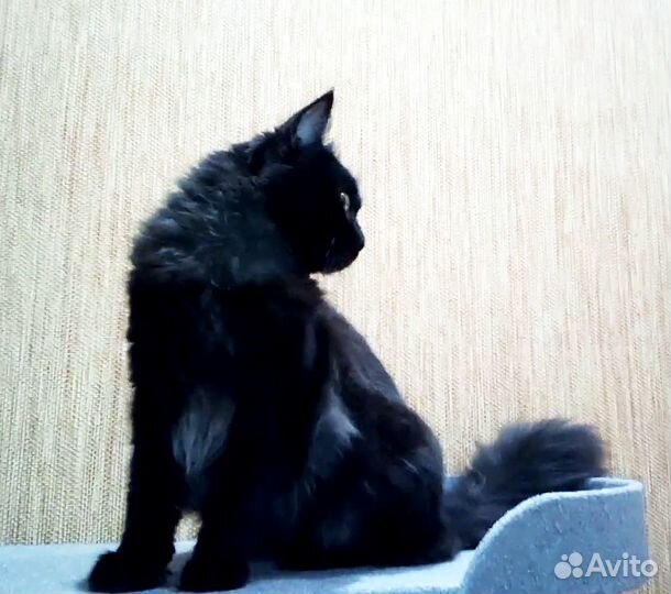 Потерялся котик