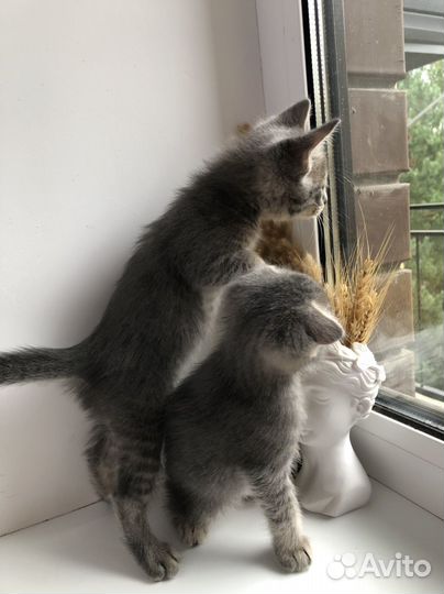 Котята вислоухие