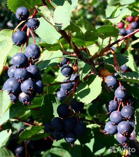 Ирга, барбарис и шиповник