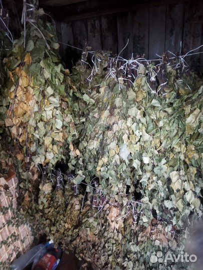 Веник березовый