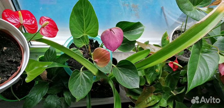 Рассада помидор