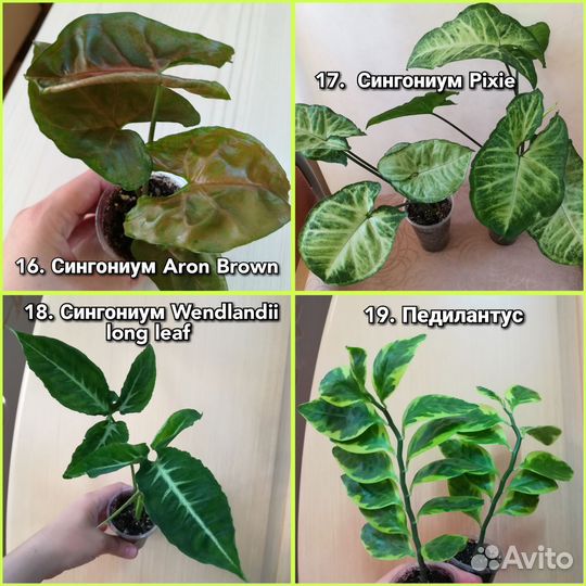 Цветы домашние декоративнолиственные