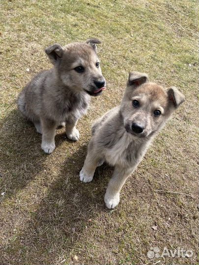 Щенки в добрые руки