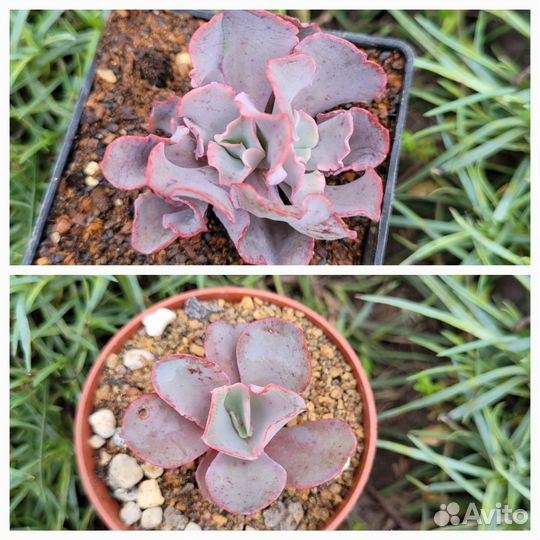 Суккуленты 2