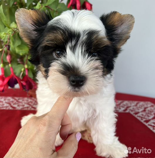 Бивер мальчик стандарт