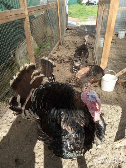 Бронза индейка