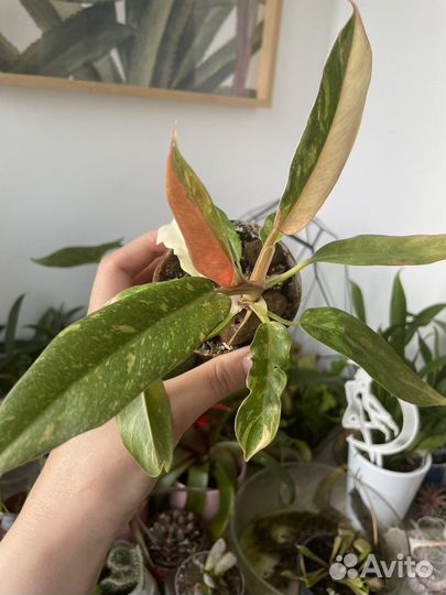 Филодендрон ring of fire