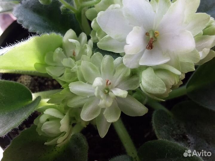 Сортовые фиалки,детки