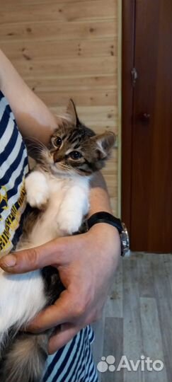 Отдам в дар котята