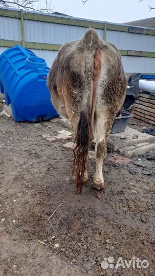 Высокоудойная корова