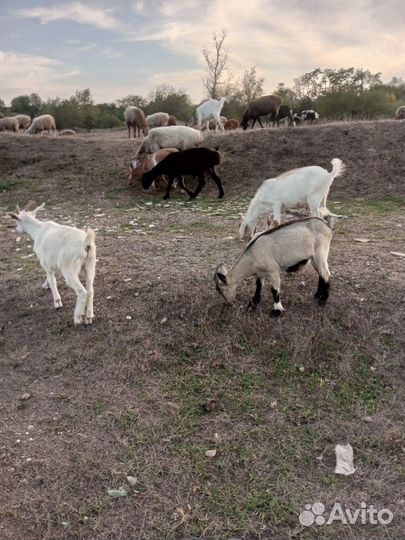 Козлики на мяса