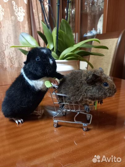 Морская свинка американский Тедди