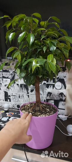 Фикус бенджамина