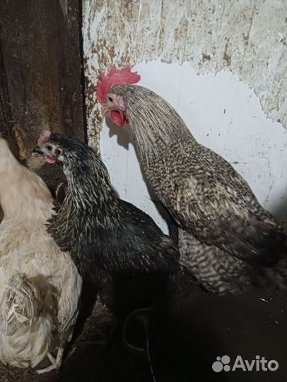 Молодые петухи