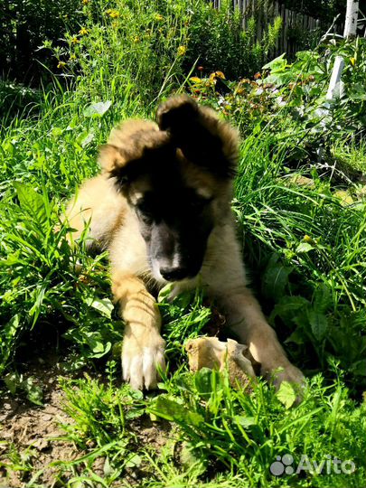 Метисы в дар