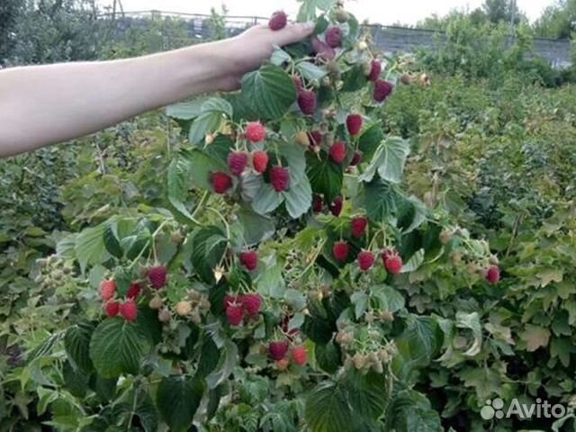 Малина ремонтантная