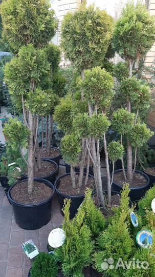 На штамбе огромный выбор хвойных и лиственных