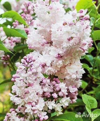 Сирень красавица Москвы