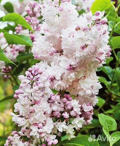 Сирень красавица Москвы