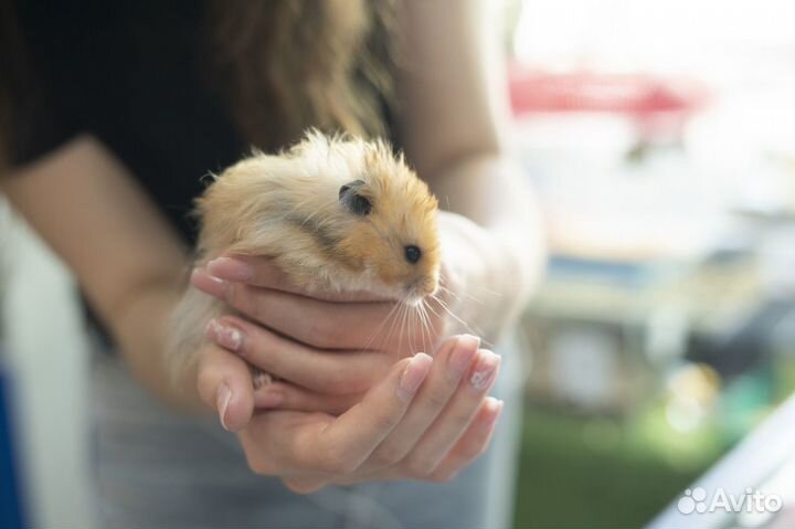 Сирийский хомяк